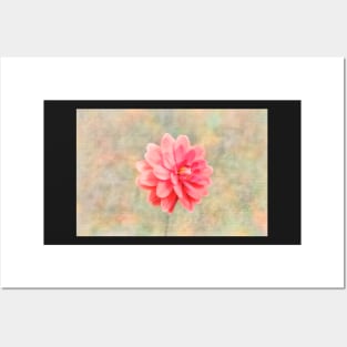 Pink dahlia on texture Posters and Art